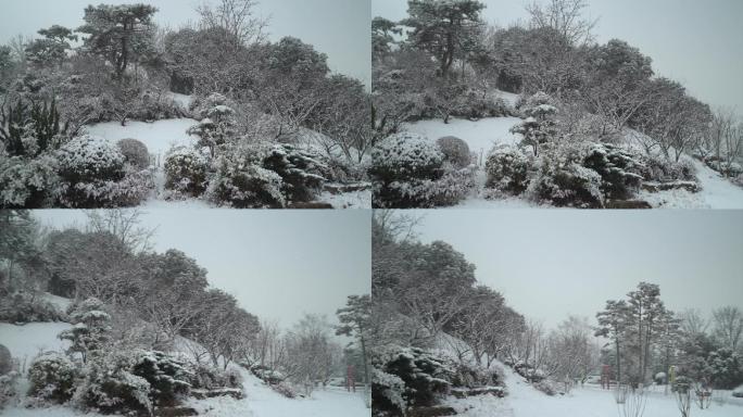 冬天下雪雪景摇镜头展示