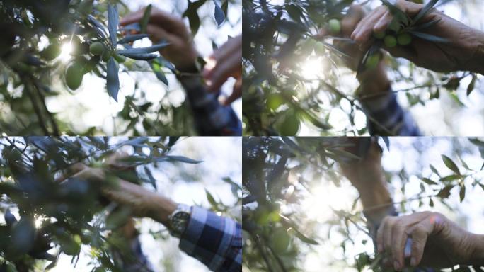 日落时收获橄榄的手的特写镜头