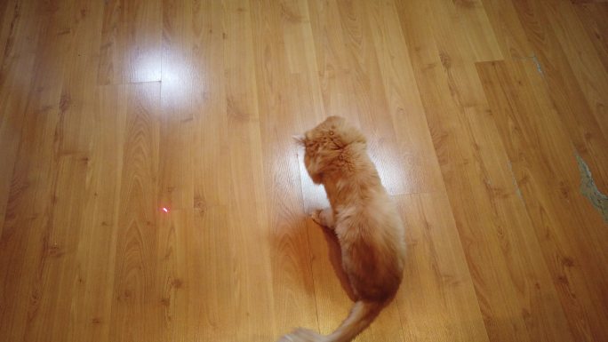猫追逐激光红点