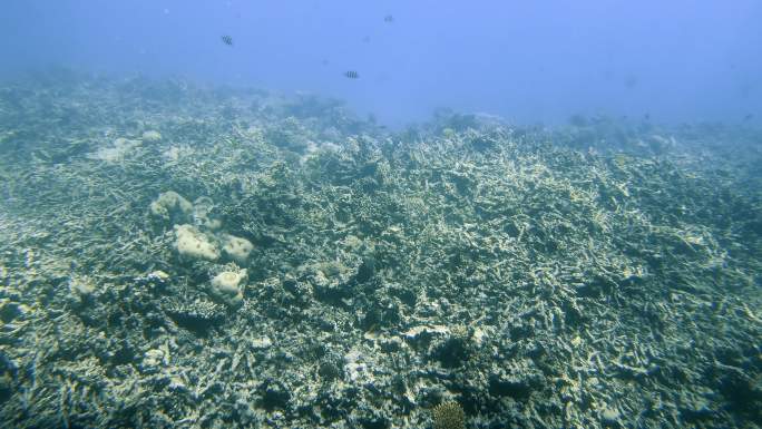 珊瑚礁鱼类大海海洋生物