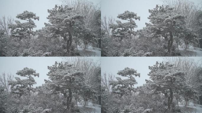 冬天下雪树木银装素裹