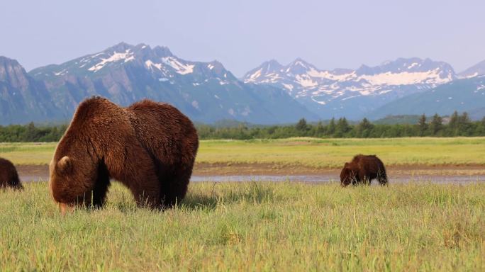 棕熊和棕熊幼崽野生动物世界国家保护大自然