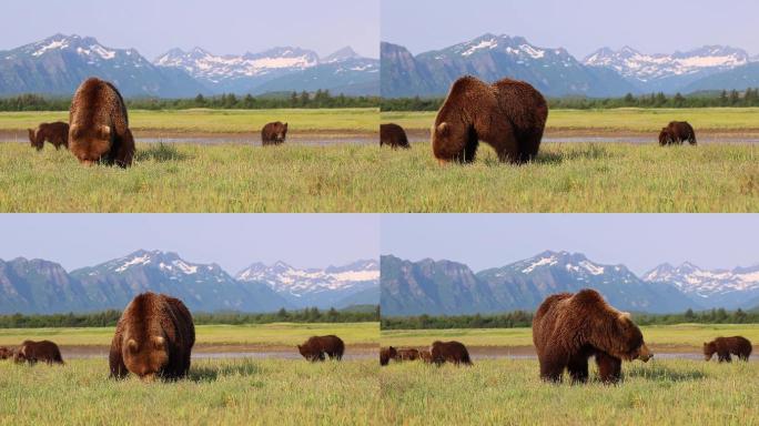 棕熊和棕熊幼崽野生动物世界国家保护大自然