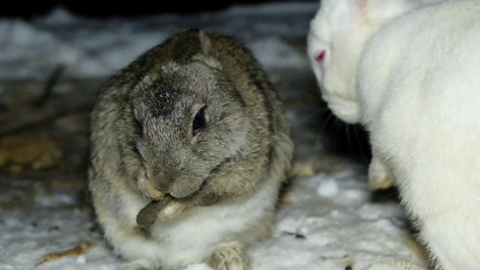 雪中觅食的野兔2