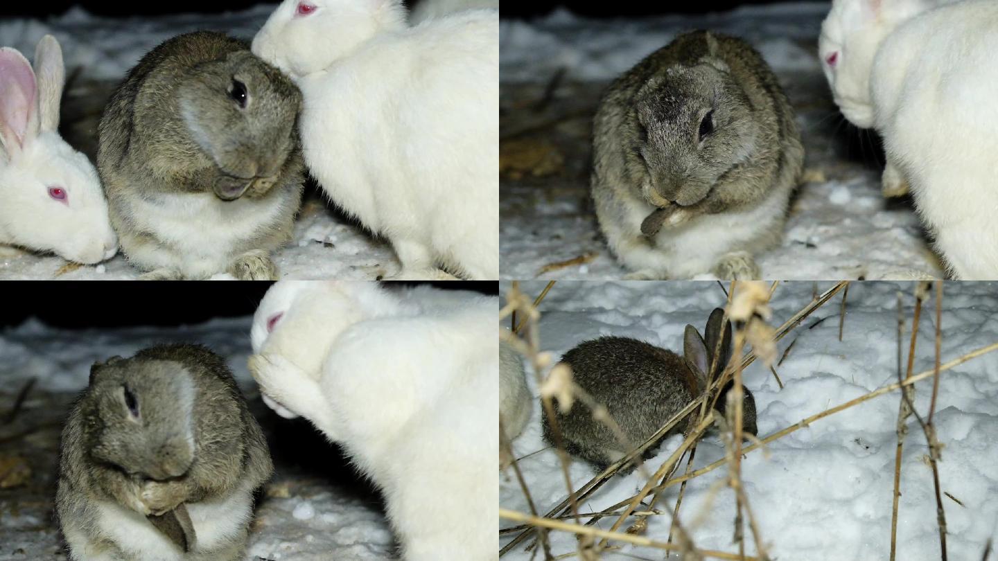 雪中觅食的野兔2