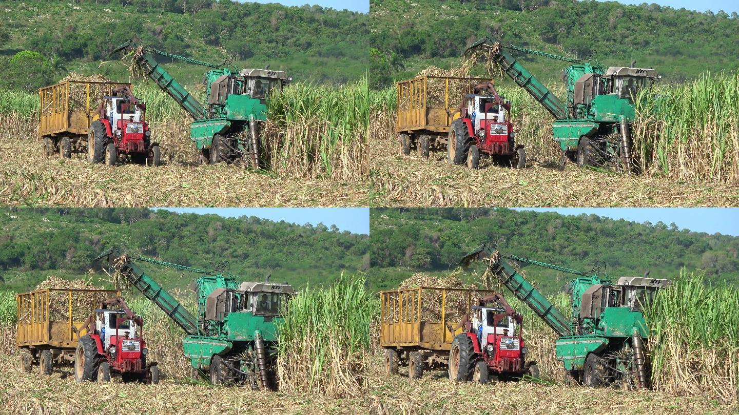 联合收割机在田间收获甘蔗