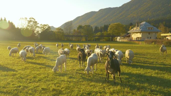 一群靠近摄像机的绵羊