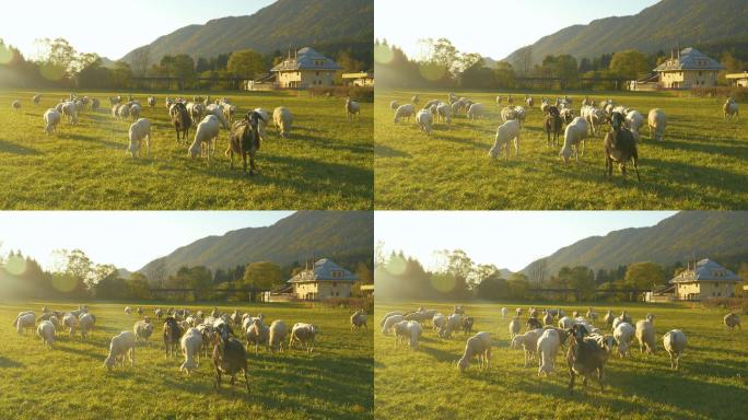 一群靠近摄像机的绵羊
