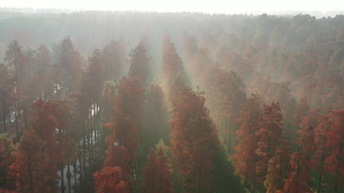 4K原素材-航拍冬日清晨薄雾红树林森林