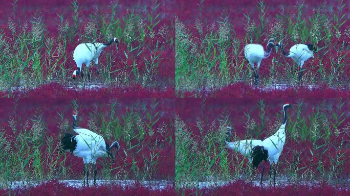 辽宁盘锦红海滩：丹顶鹤繁殖和栖息的家园1