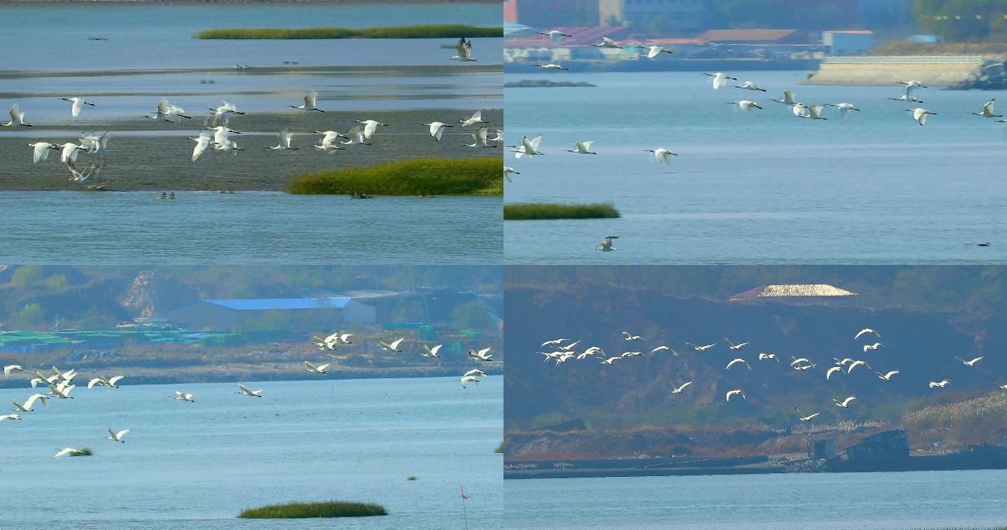 大天鹅：水禽中的头号航行家成群飞翔迁徙2