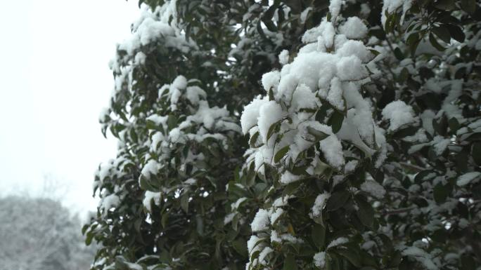 雪景环绕树枝