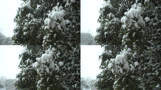 雪景环绕树枝