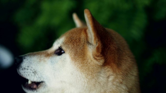 可爱的狗狗东京柴犬实拍视频日本田园犬