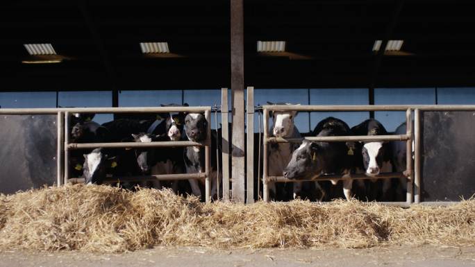 奶牛产业基地养殖畜牧牛奶乳制品