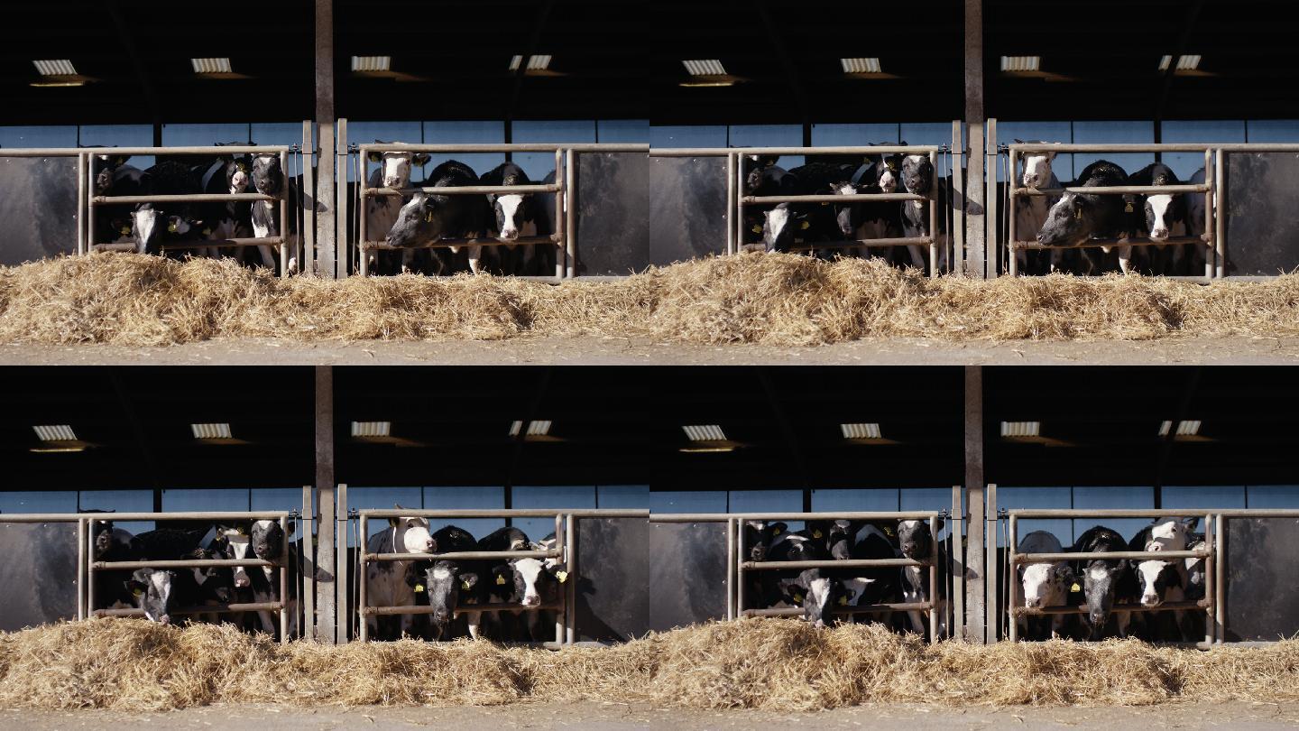 奶牛产业基地养殖畜牧牛奶乳制品