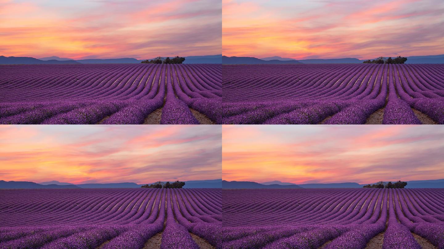日落时的紫色薰衣草地