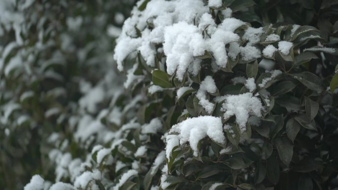 冬天下雪树叶积雪 雪花落下升格