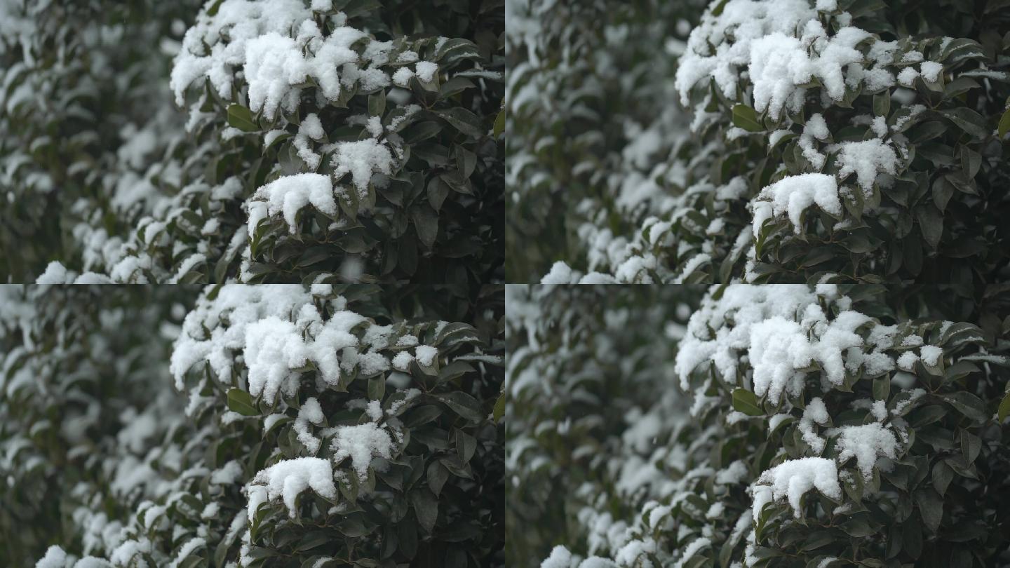 冬天下雪树叶积雪 雪花落下升格