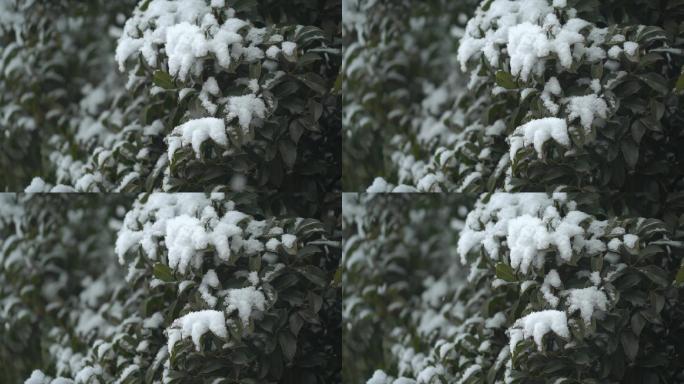 冬天下雪树叶积雪 雪花落下升格