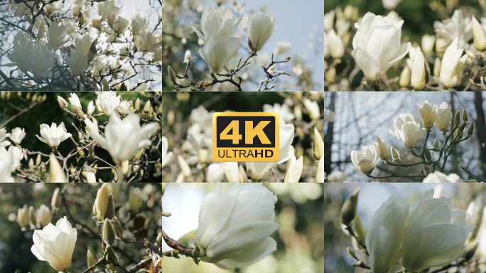 【4K】玉兰花广告级素材，玉兰花唯美素材