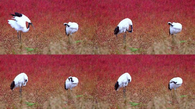 辽宁盘锦红海滩：丹顶鹤繁殖和栖息的家园2