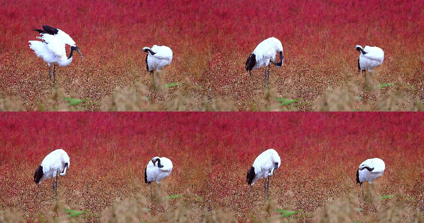 辽宁盘锦红海滩：丹顶鹤繁殖和栖息的家园2