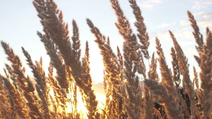 晚风吹草水稻谷农业丰收稻田小麦粮食耕种