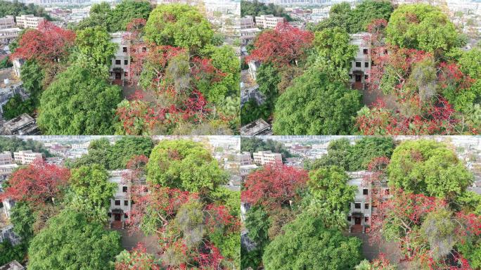 【4K超清】中山市西山寺木棉花航拍