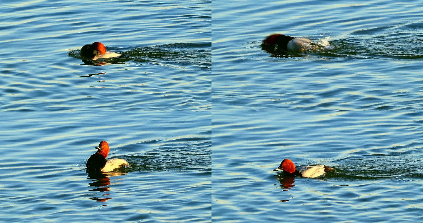 深水鸟类红头潜鸭眼睛小善于收拢翅膀潜水2