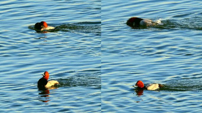深水鸟类红头潜鸭眼睛小善于收拢翅膀潜水2