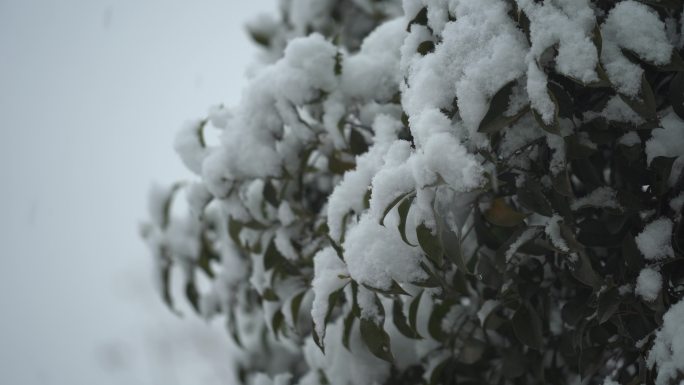 下雪雪景树叶积雪