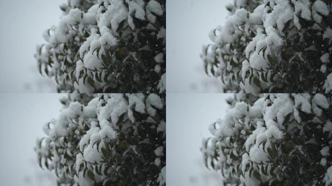 下雪雪景树叶积雪