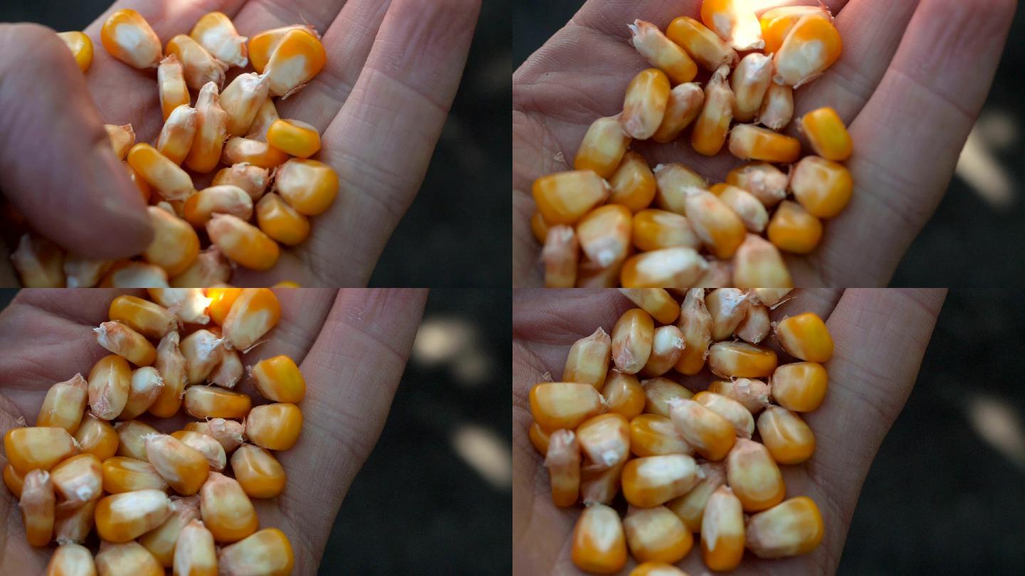 玉米粒水稻谷农业丰收稻田小麦粮食耕种