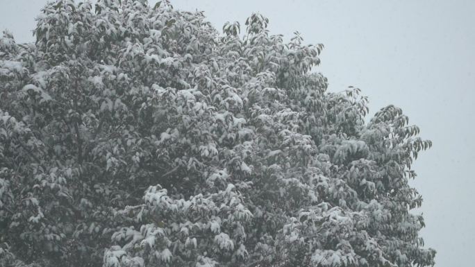 冬天下雪树上积雪雪花落下升格慢动作