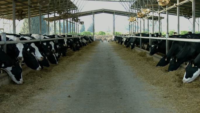 牛棚里的奶牛畜牧业养殖业养牛
