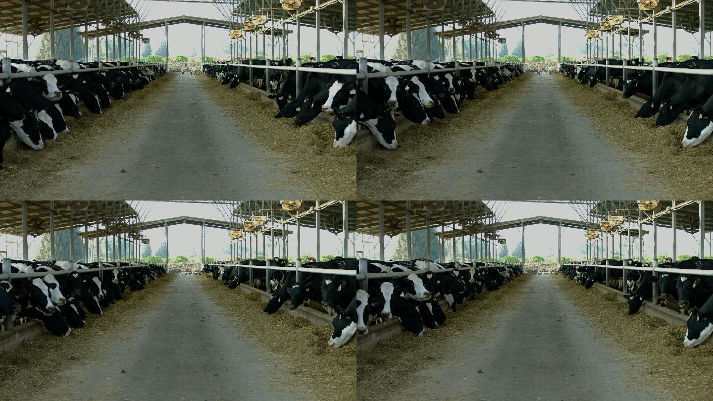 牛棚里的奶牛畜牧业养殖业养牛