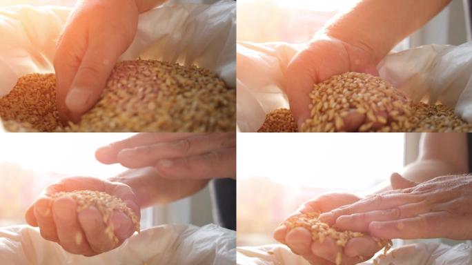 酿酒大师手里拿着大麦种子。