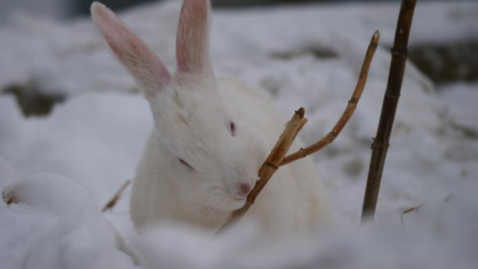 雪中觅食的野兔