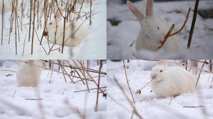 雪中觅食的野兔