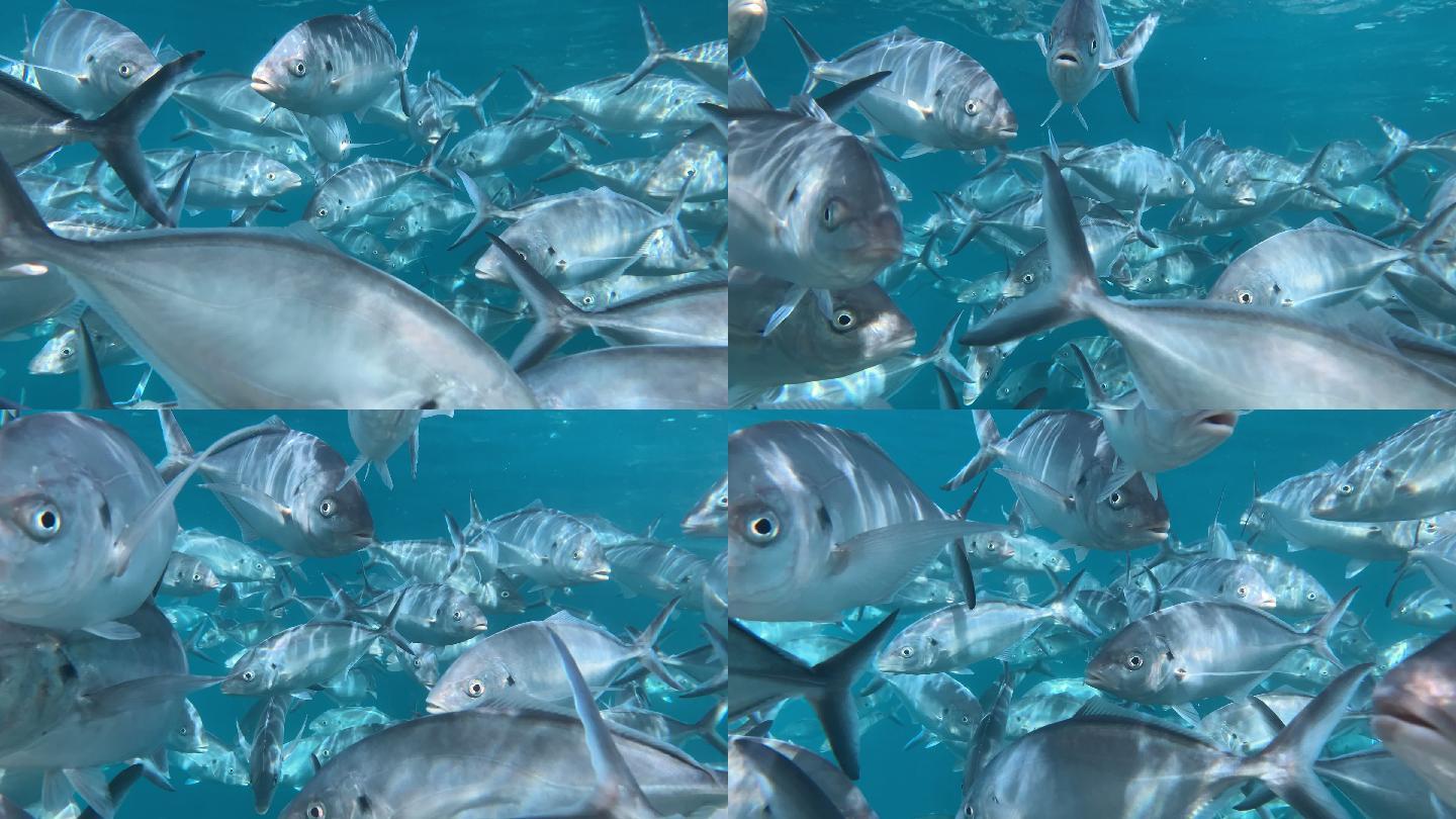 银杰克大眼树状鱼或六鳃鳞鱼的大型鱼群