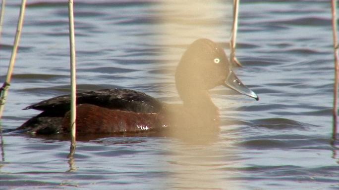 雄性铁锈鸭湿地湖泊戏水鸟类生态环境保护野