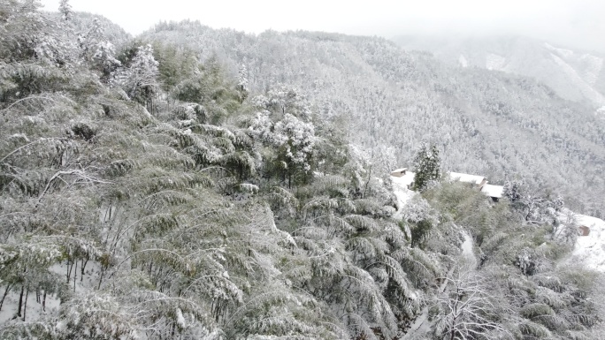 航拍雪后竹林