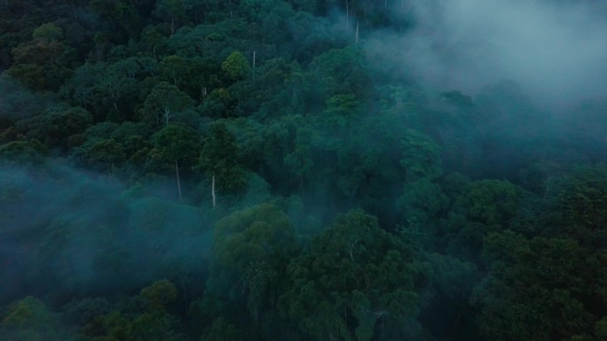 马来西亚婆罗洲沙巴雨林