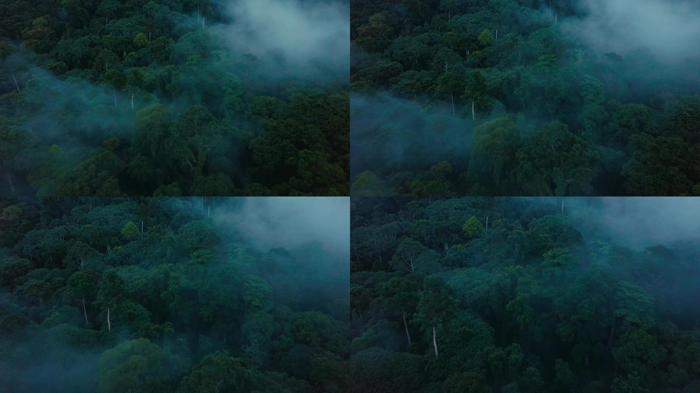 马来西亚婆罗洲沙巴雨林