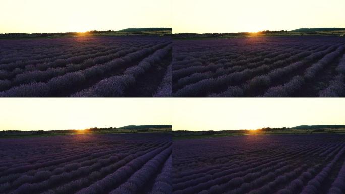普罗旺斯的薰衣草田和美丽的日落