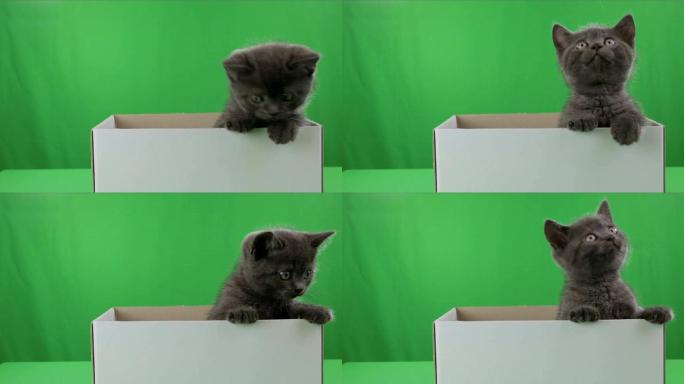 绿色屏幕上的盒子里的小猫