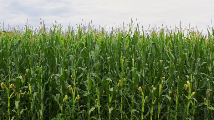 玉米地丰收好收成包谷地