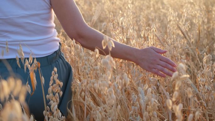 一个女人用手抚摸着金色燕麦