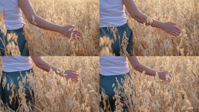 一个女人用手抚摸着金色燕麦